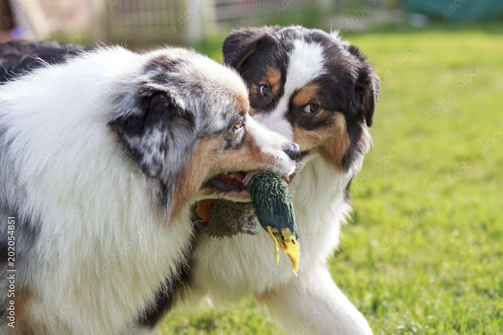 Obraz premium Dos perros Pastores Australianos jugando con un juguete en la boca