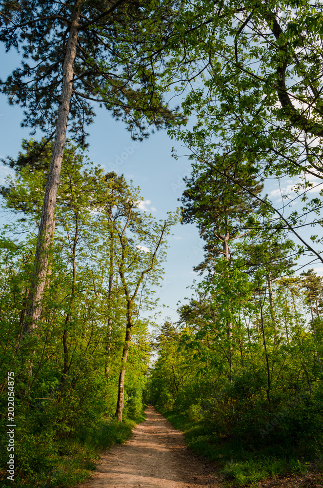 Fototapeta premium green hiking route in spring European nature near Budapest 