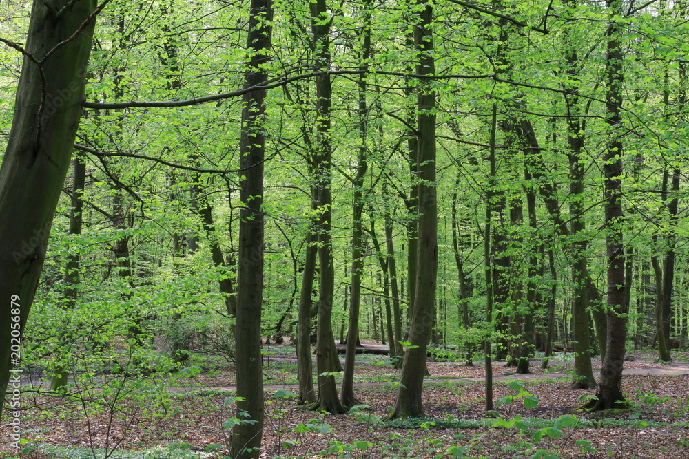 Fototapeta premium Wald
