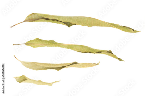 dried mango leaf isolated on white background