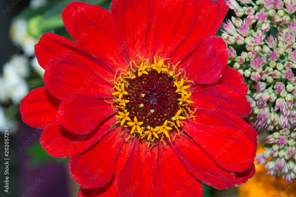 Bright red zinnia flower in autumn bouquet Bright red zinnia flower in autumn bouquet