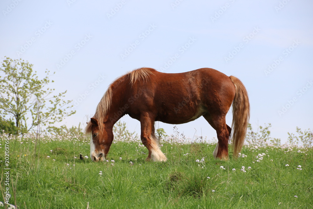 Pferd auf Wiese im Frühling