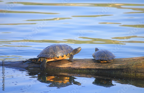 Fotografia turtles on the trunk in the lake