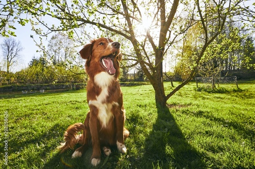 Fototapeta Naklejka Na Ścianę i Meble -  Dog resting on the garden