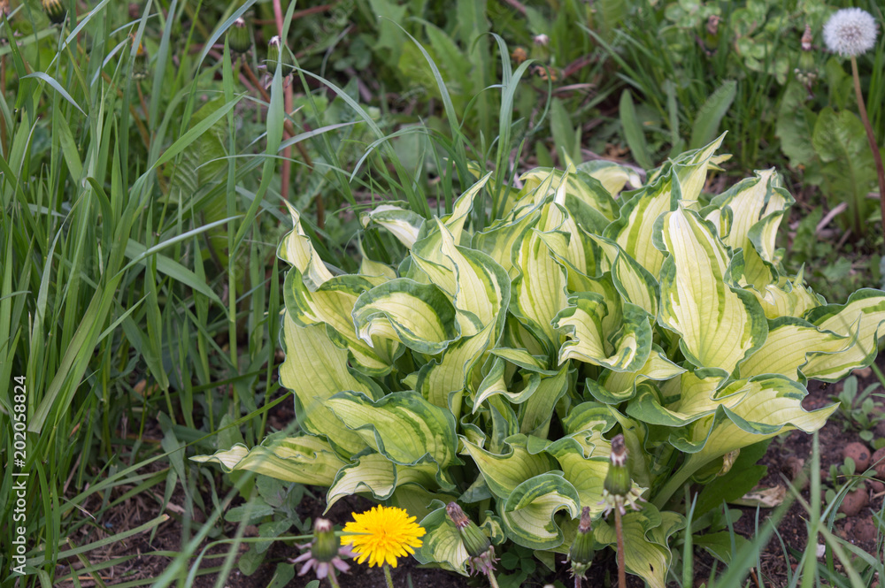 Obraz premium Young hosta with variegated foliage in spring garden, beautiful shade-tolerant foliage plant popular in landscape design and also known as plantain lily