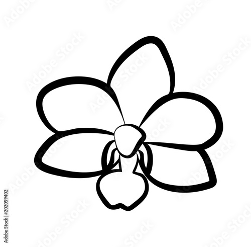 Vector illustration, isolated orchid flower in black and white colors