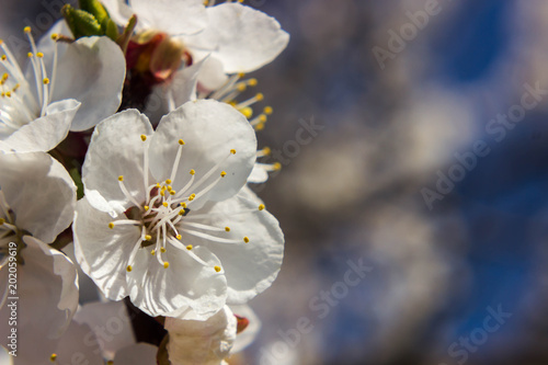 Apricot flowers. Spring and warm background with apricot flowers. Apricot flowers close-up.