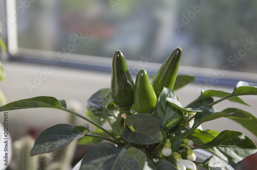 Indoor gardening  chili pepper plant with green pods on window sill. Small capsicum annuum  cultivar