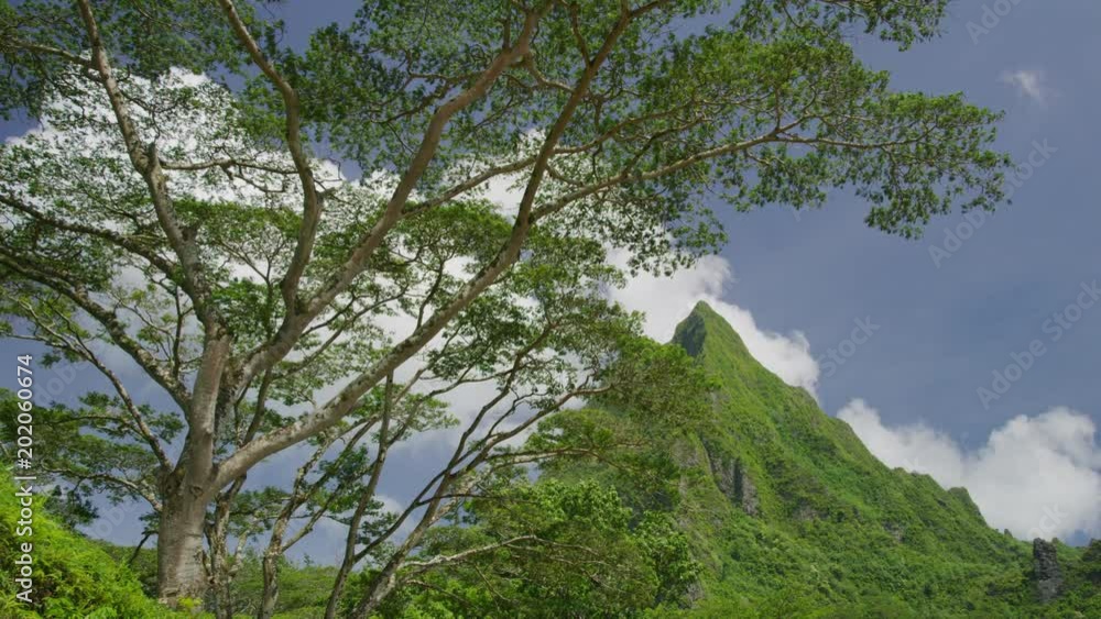 Wind blowing branches in lush green mountain landscape / Moorea, French Polynesia Wind blowing branches in lush green mountain landscape / Moorea, French Polynesia