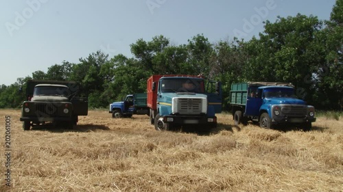 Three trucks to harvest wheat photo