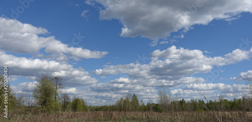 Blue sky with clouds over forest in spring sunny day.
