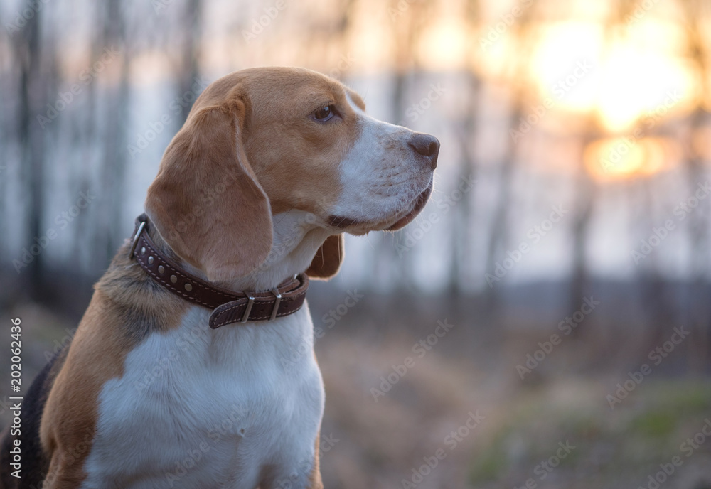 Beagle dog on a walk in the spring at sunset