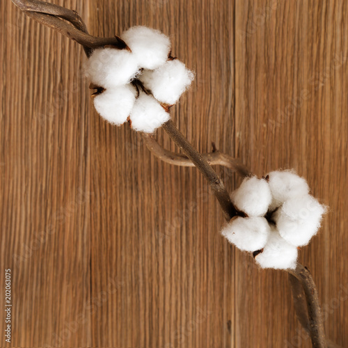 Natural wooden background with cotton flowers on branch. Environmental fon with natural plant. Selective focus and Copy space