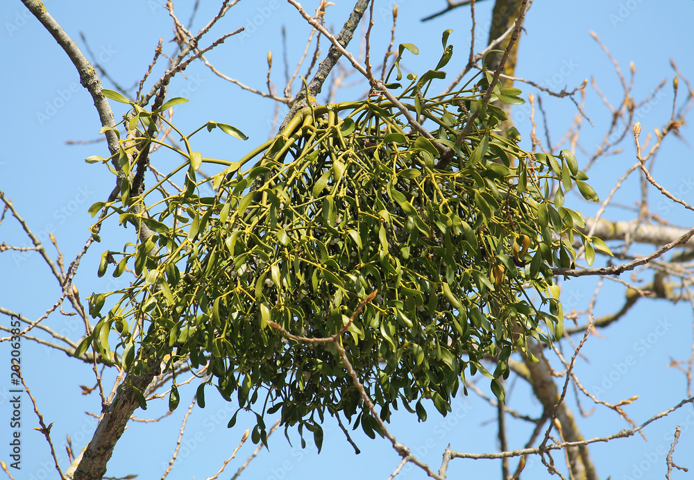 European mistletoe (Viscum album) parasitic plant growing on ...