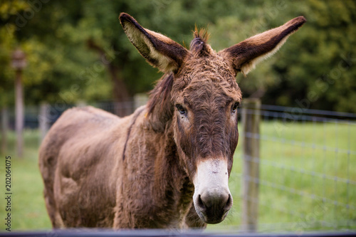 Brown Donkey on Farm