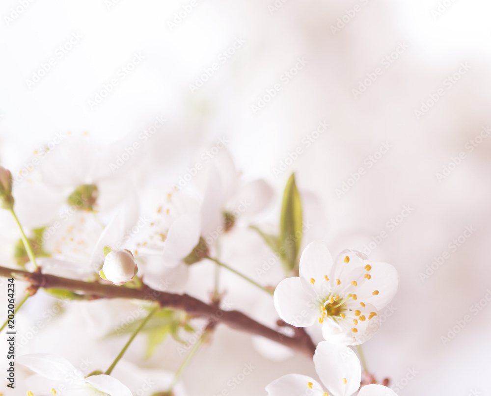 Spring cherry blossom.Abstract background