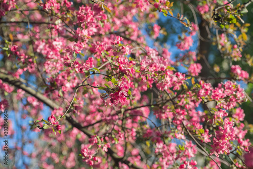  red pink blossoms of apple tree - Malus Purpurea
