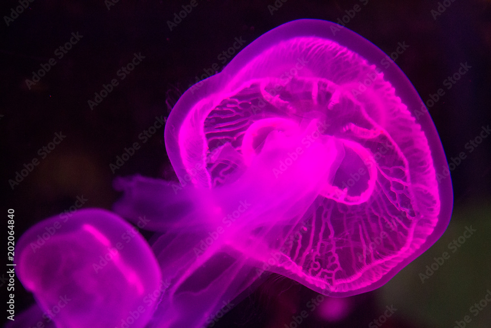Medusa colorata Medusa colorata