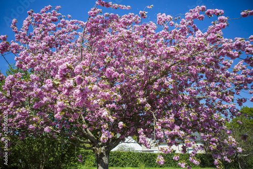 Cerisier fleur en fleurs au printemps