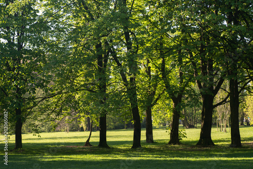 spring chestnut trees on park on sunny day