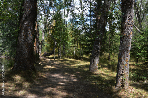 Bosque Finlandes.
Un camino con árboles en el bosque finlandes en Rascafría provincia de Madrid. España photo