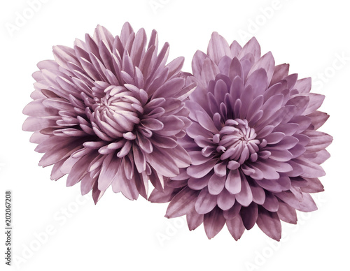 Fototapeta Naklejka Na Ścianę i Meble -  Pink-white flower chrysanthemums; on a white  isolated background with clipping path.   Closeup.  no shadows.  For design.  Nature.