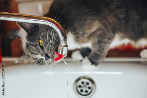 Pretty gray cat watching the water from the tap