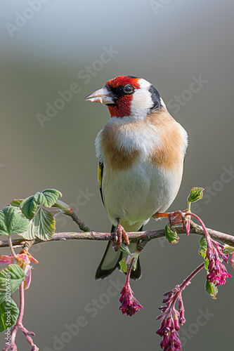 An upright vertical format profile portrait photograph of a goldfinch perched on a branch of pink red flowers buds posing and looking to the left