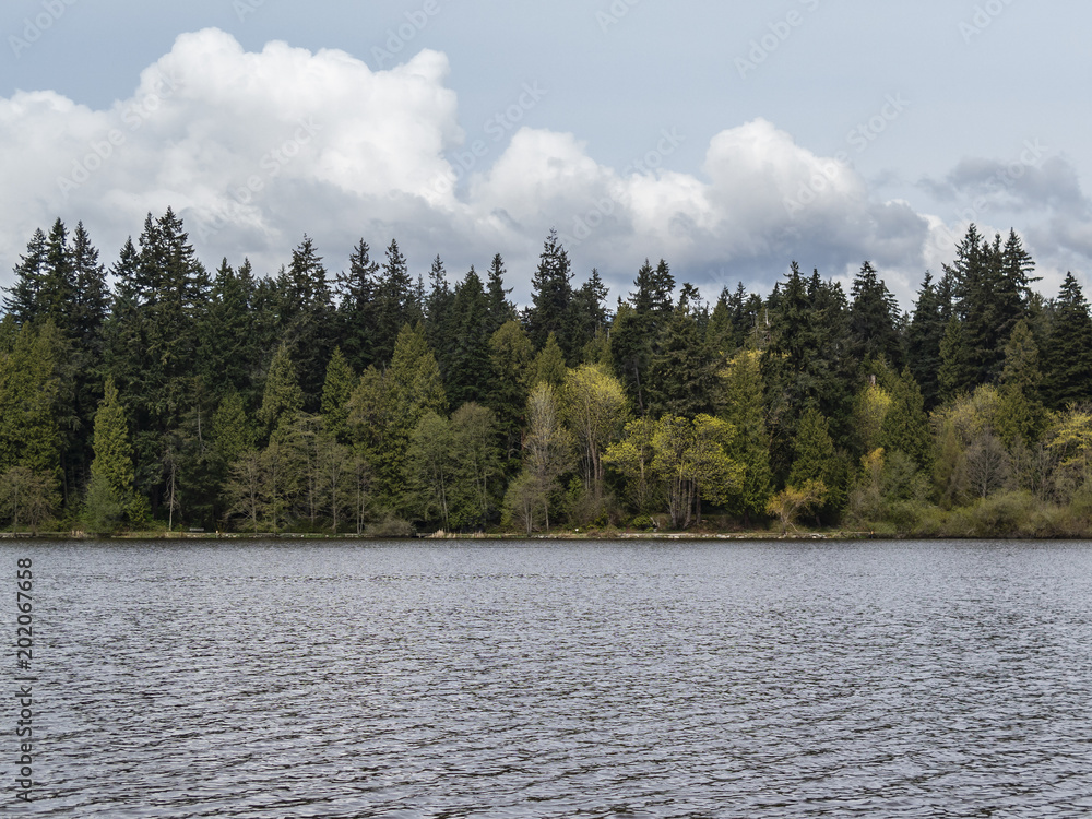 trees by the lakeside of lost lagoon at stanley park in vancouver - horizontal trees by the lakeside of lost lagoon at stanley park in vancouver - horizontal