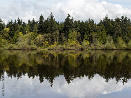 trees reflecting in the lost lagoon at stanley park in vancouver © Guilherme