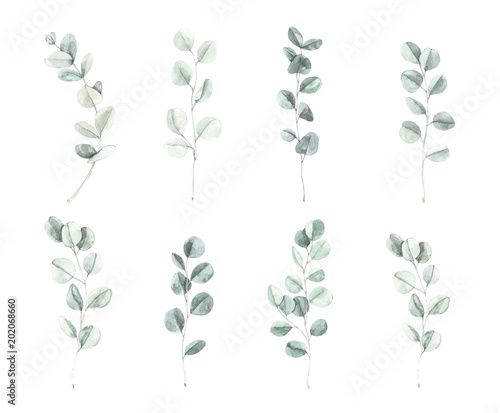 Watercolor illustration. Botanical eucalyptus leaves and branches. Herbal collection. Floral Design elements. Perfect for wedding invitations, greeting cards, blogs, posters and more