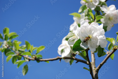 Biene sammelt Nektar in Apfelbaum blühten