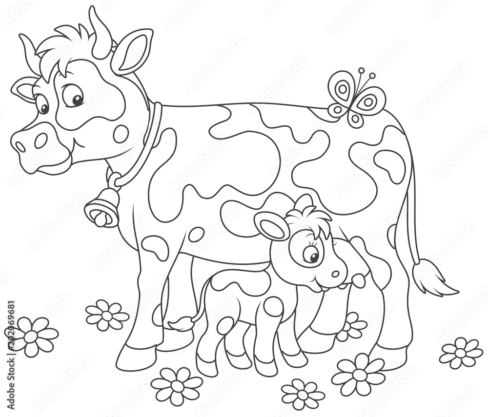 Smiling spotted cow and her small calf drinking milk, black and white vector illustrations in a cartoon style for a coloring book