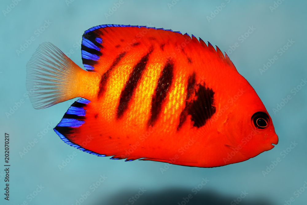 Obraz premium Flame Angelfish aquarium marine fish Centropyge loriculus