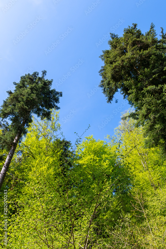 Blick im Wald in die grünen Bäume und blauer himmel