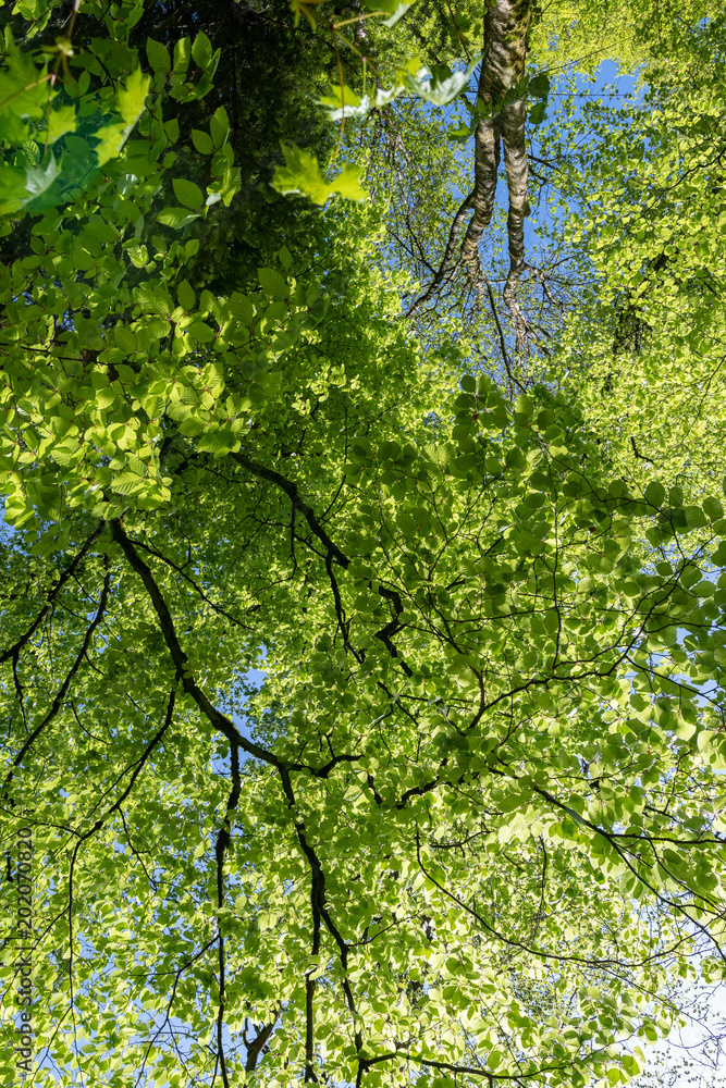 Fototapeta premium Baum