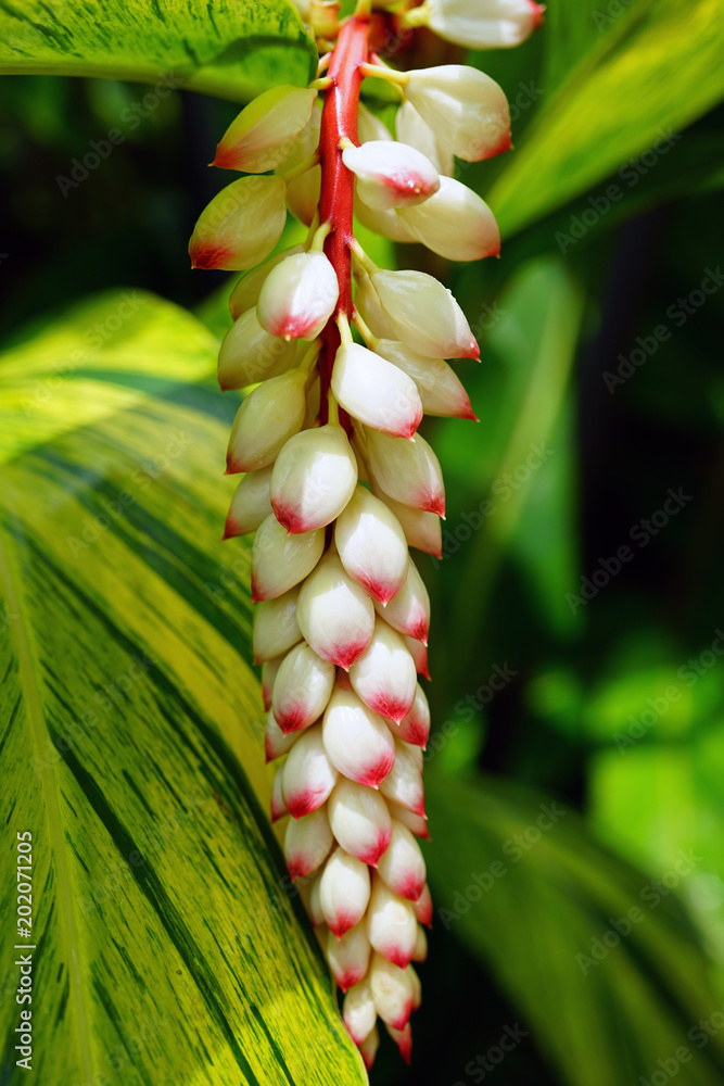 Obraz premium White and orange flowers of shell ginger (Alpinia zerumbet)
