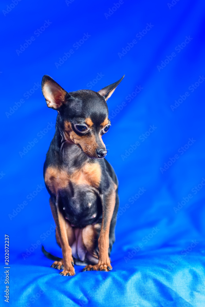 a small dog looks down on a blue background