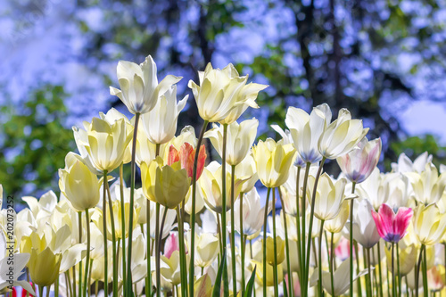 Fototapeta Naklejka Na Ścianę i Meble -  White fantastic tulips against the blue sky, bottom view