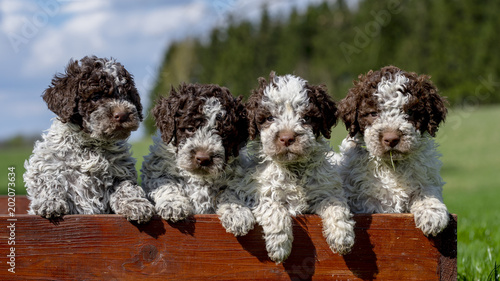 Obraz na płótnie cute little puppies 