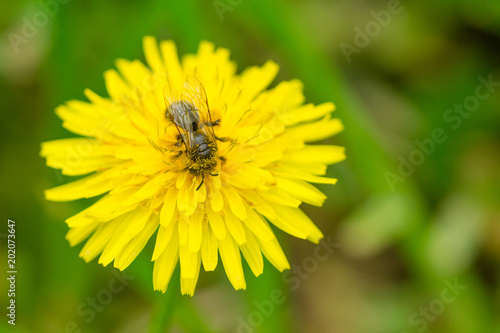 Close up macro of bee collecting pollen on blooming yellow dandelion flower (Taraxacum officinale). Detail of bright dandelion in meadow at springtime.