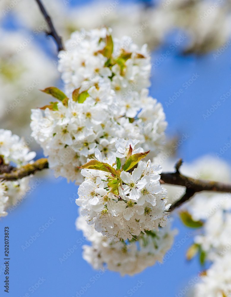 Closeup of Cherry Flower at Blossom