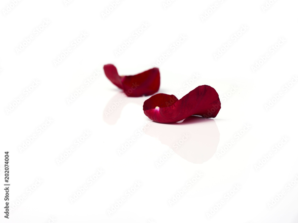 Close-up two red rose petals on white background Close-up two red rose petals on white background