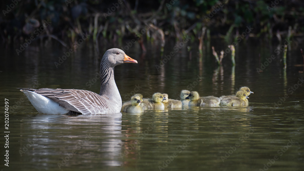 A natural image of a mother goose complete with her new brood of eight goslings young chicks swimming on the water in a group