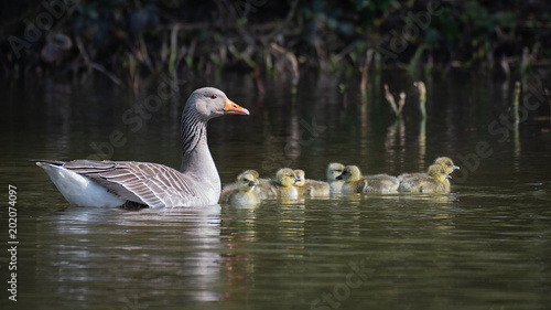 Foto A natural image of a mother goose complete with her new brood of eight goslings
