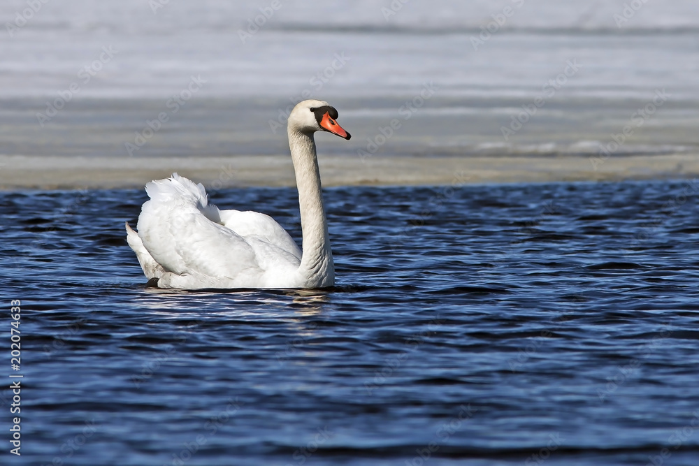beautiful white Swan swims in the blue lake beautiful white Swan swims in the blue lake