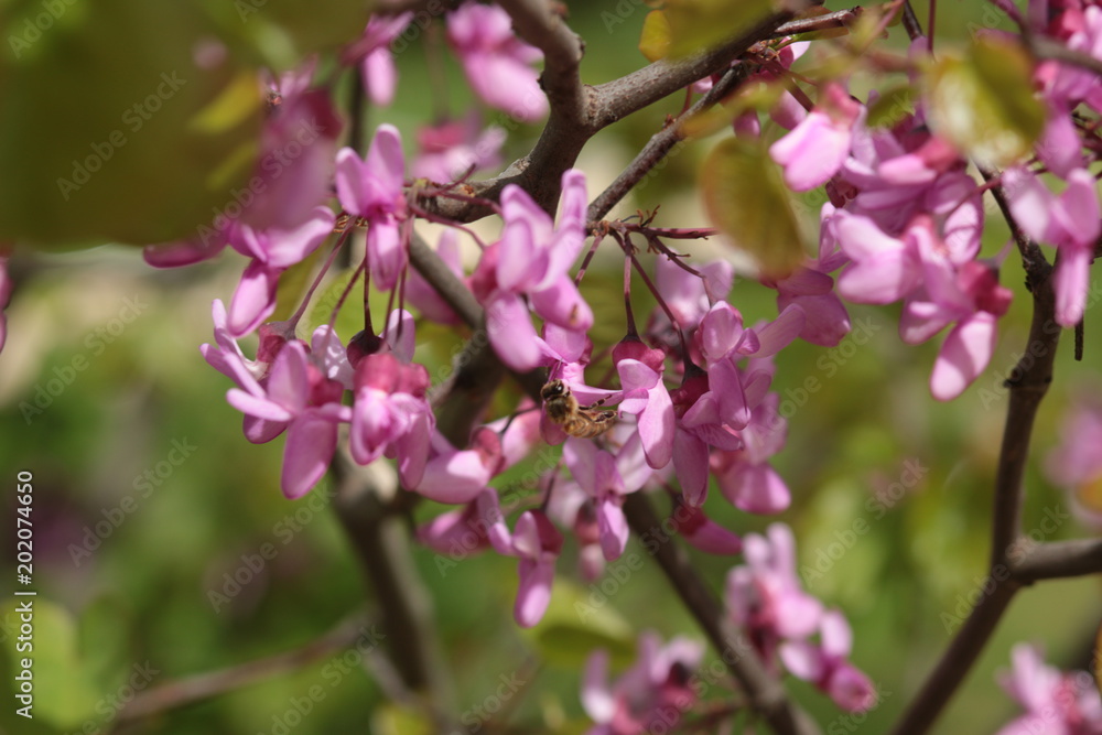 fleurs fleurs