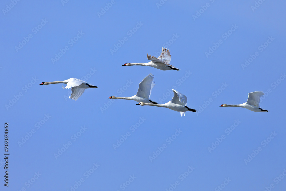 a flock of white swans flying against the blue sky