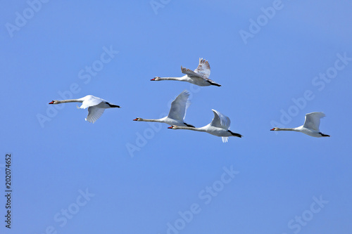 a flock of white swans flying against the blue sky