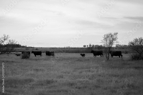 vacas en campo
